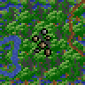 Rain forest